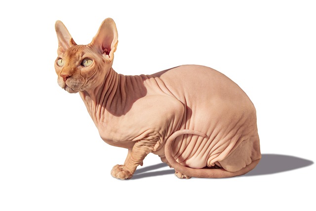 pet-sitting-640x480-85979153.jpeg