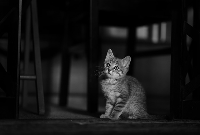pet-sitting-640x480-86315140.jpeg