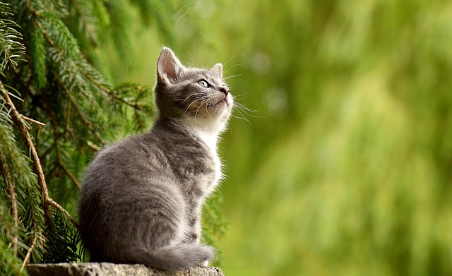 pet-sitting-640x480-86335951.jpeg