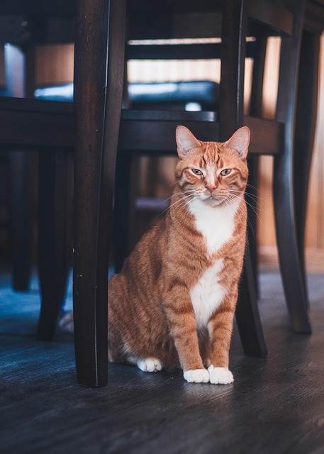 pet-sitting-640x480-89356247.jpeg