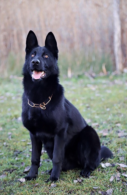 pet-sitting-640x480-89953546.jpeg