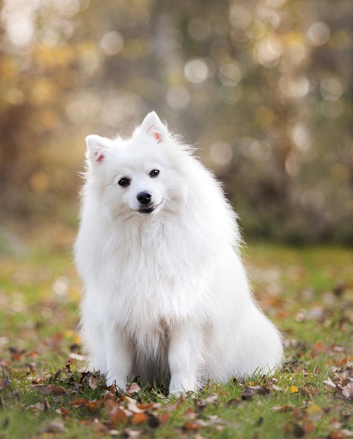 pet-sitting-640x480-90151306.jpeg