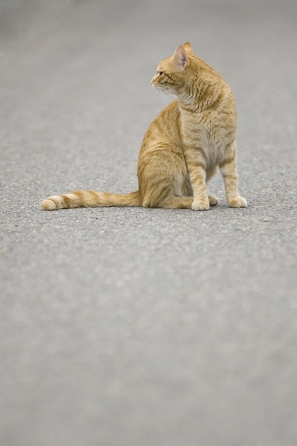 pet-sitting-640x480-91051350.jpeg