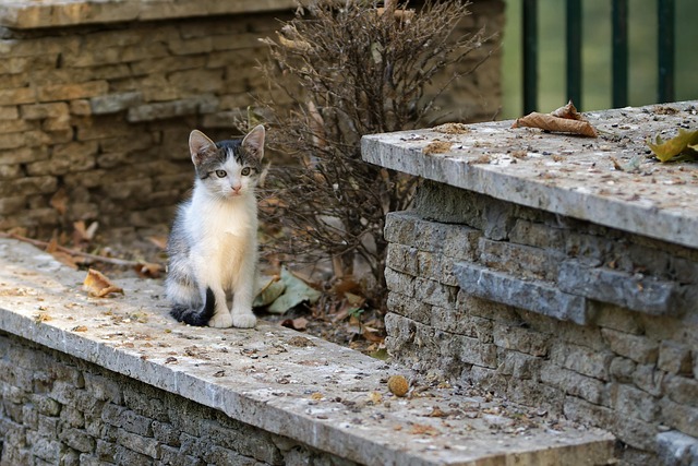 pet-sitting-640x480-95264349.jpeg